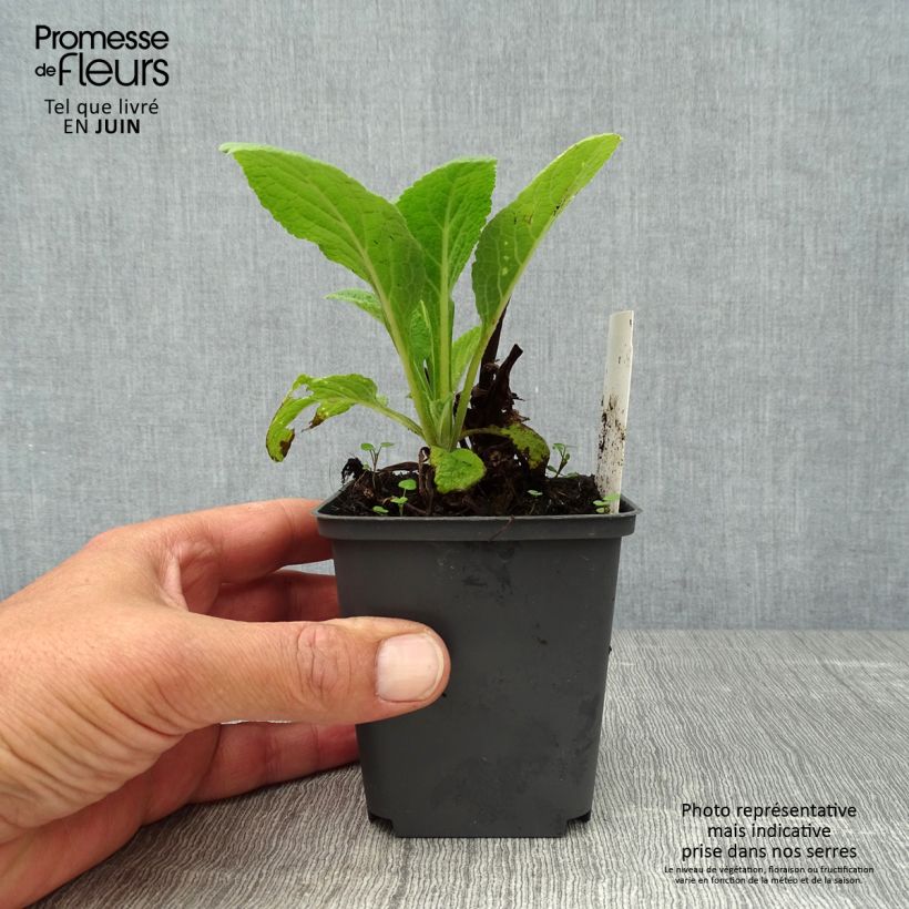 Esemplare di Digitalis purpurea Suttons Apricot - Digitale rossa Vasetto da 7/8 cm consegnato in estate