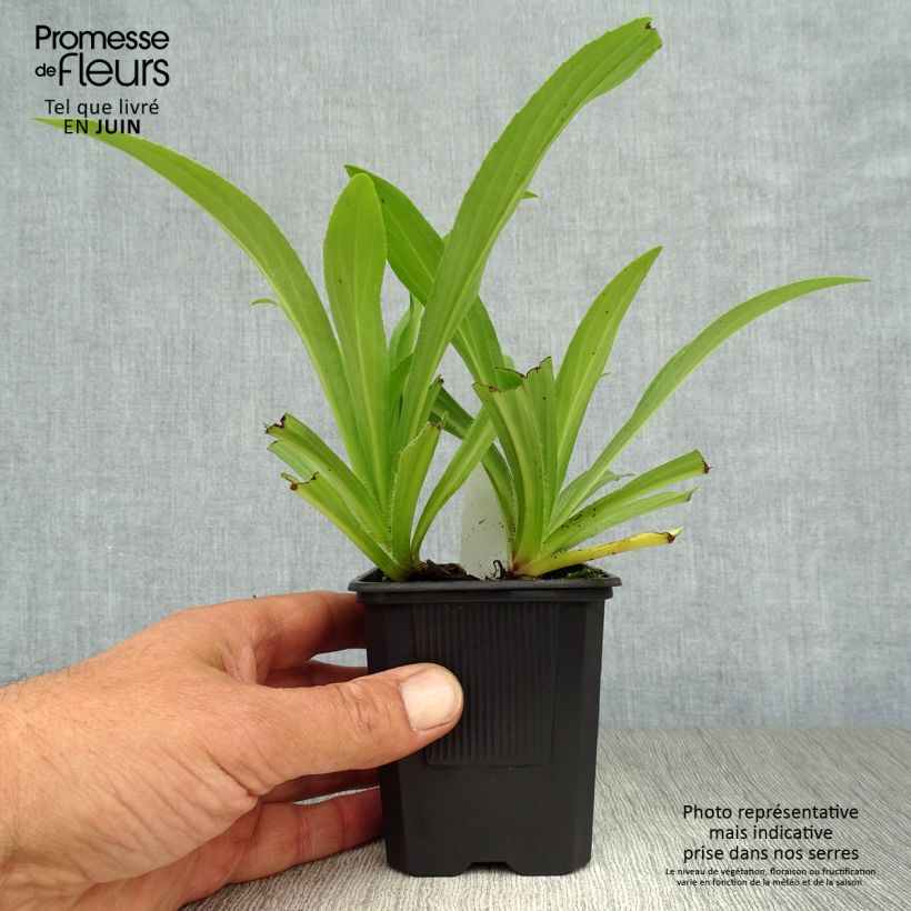 Esemplare di Digitalis lutea - Digitale gialla piccola Vasetto da 8/9 cm consegnato in estate