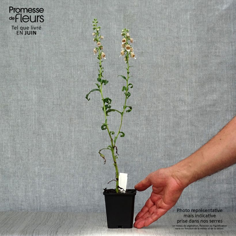 Esemplare di Digitalis lanata - Digitale lanata Vasetto da 8/9 cm consegnato in estate