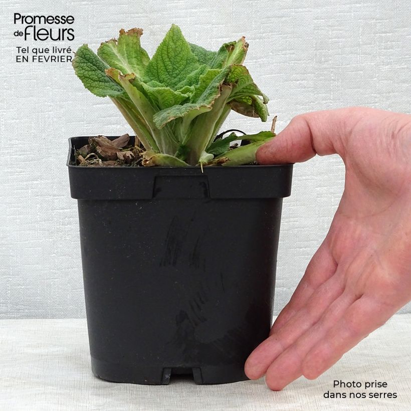 Digitalis purpurea - Digitale rossa Vaso da 2L/3L esemplare consegnato in inverno