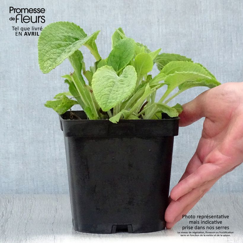 Digitalis purpurea - Digitale rossa Vaso da 2L/3L esemplare consegnato in primavera