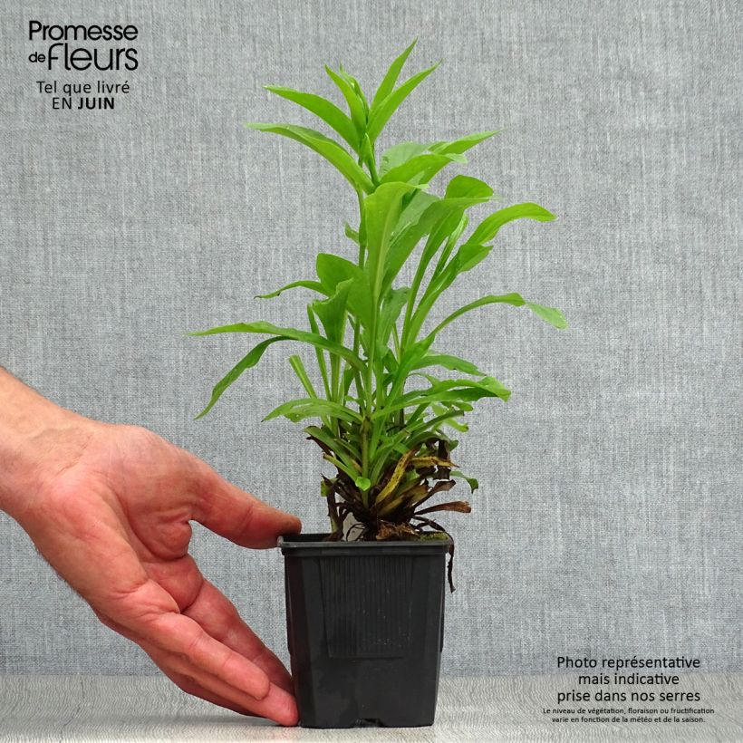Esemplare di Digitalis Spice Island - Digitale ibrido Vasetto da 8/9 cm consegnato in estate