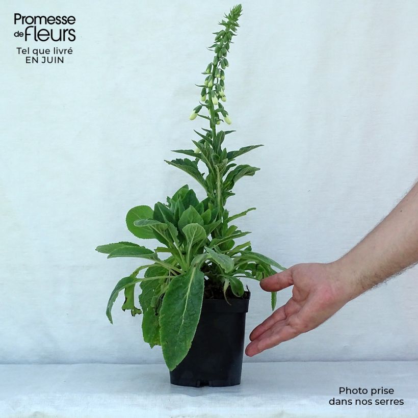 Esemplare di Digitalis purpurea Alba - Digitale rossa Vasetto da 8/9 cm consegnato in estate