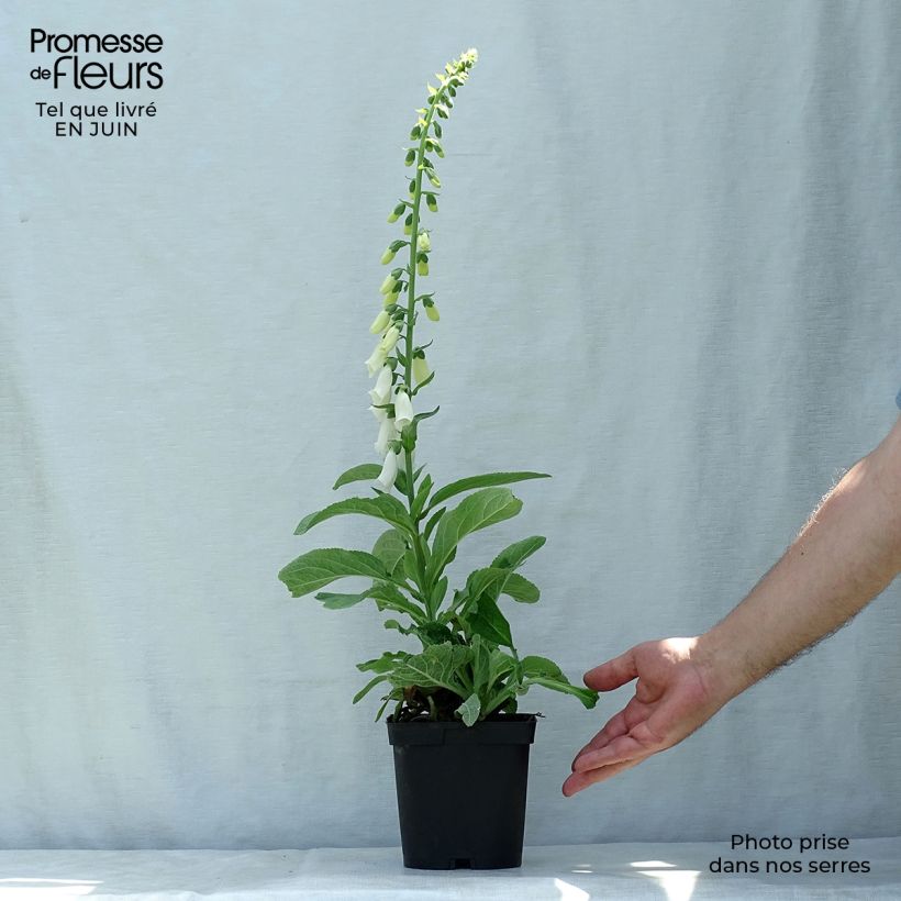 Esemplare di Digitalis purpurea Alba - Digitale rossa Vaso da 2L/3L consegnato in estate