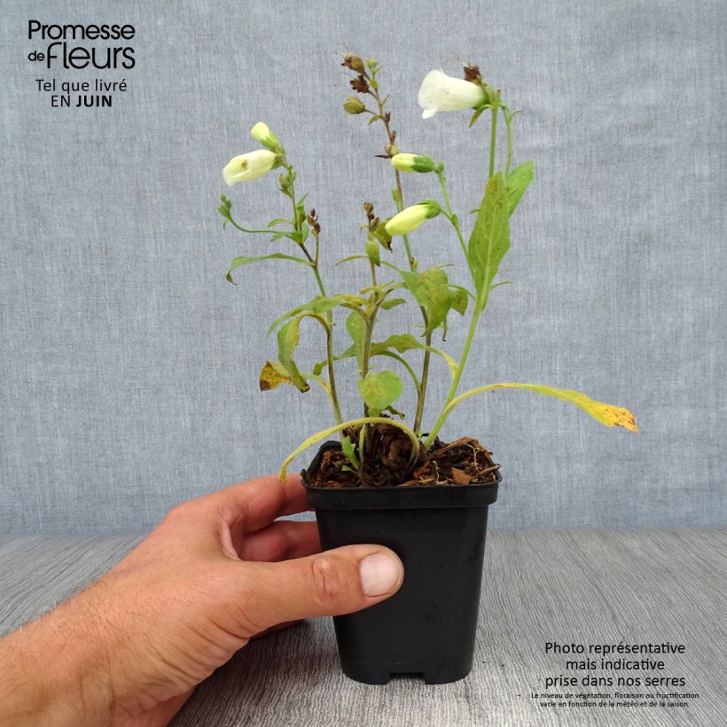 Esemplare di Digitalis purpurea Snow Thimble - Digitale rossa Vasetto da 8/9 cm consegnato in estate