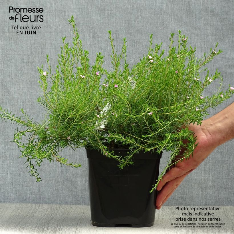 Esemplare di Diosma hirsuta Pink Diamond Vaso da 2L/3L consegnato in estate