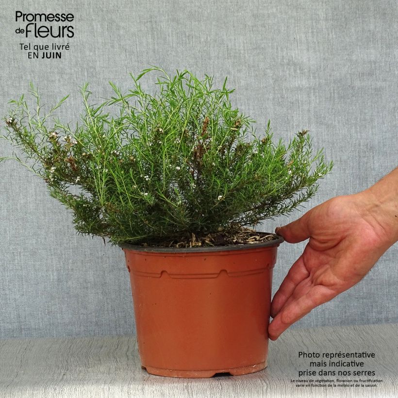 Esemplare di Diosma hirsuta Pink Fountain Vaso da 2L/3L consegnato in estate