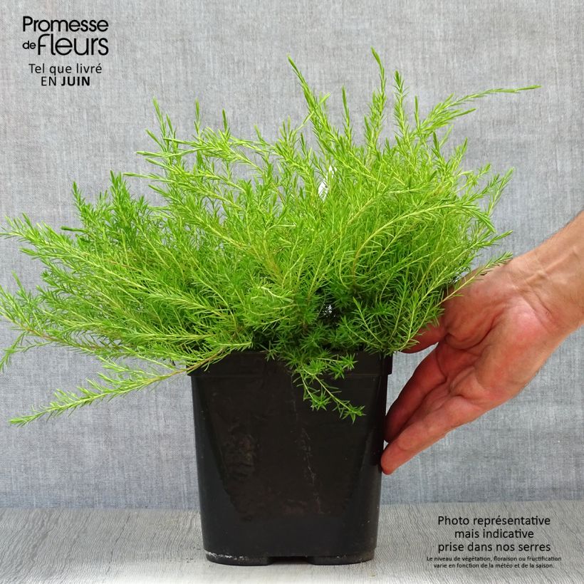 Esemplare di Diosma hirsuta Sunset Gold Vaso da 2L/3L consegnato in estate