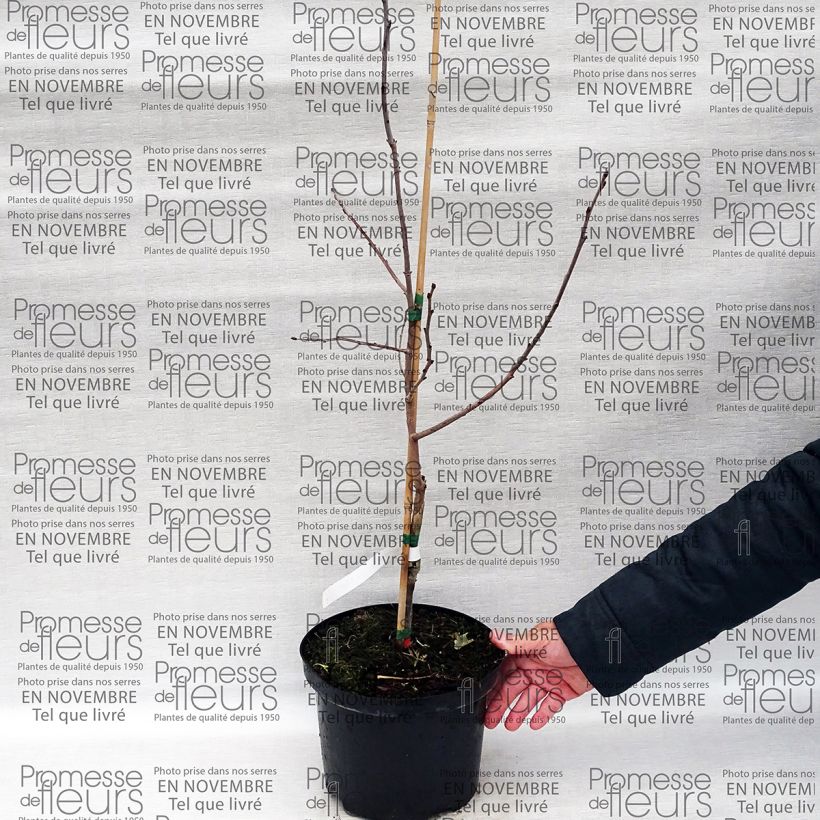 Esempio di esemplare Diospyros virginiana SAA Pieper - Cachi Vaso da 4L/5LAltezza consegnata circa 60/70cm come consegnato