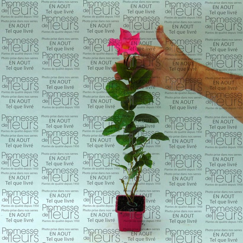 Esempio di esemplare Dipladenia Diamantina Jade Pink Vasetto da 7/8 cm come consegnato