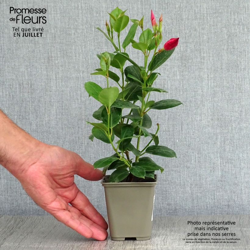 Esemplare di Dipladenia Diamantina Jade Red Vaso da 2L/3L consegnato in estate