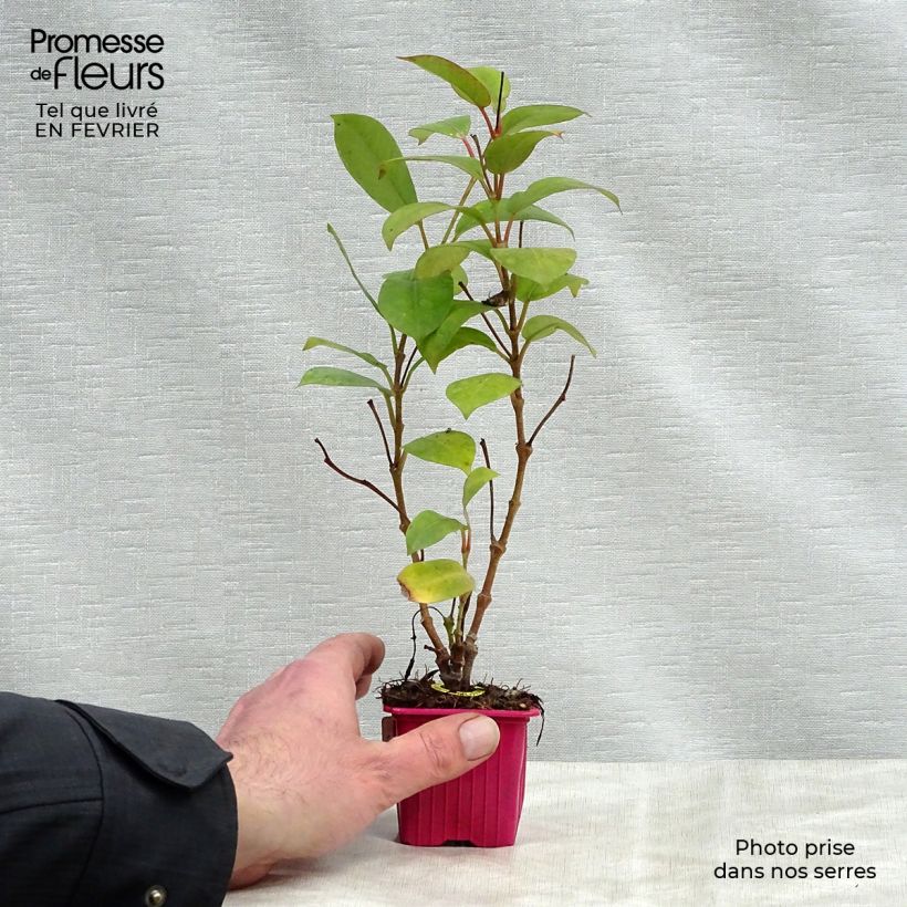 Dipladenia Diamantina Jade Scarlet Vasetto da 7/8 cm esemplare consegnato in inverno