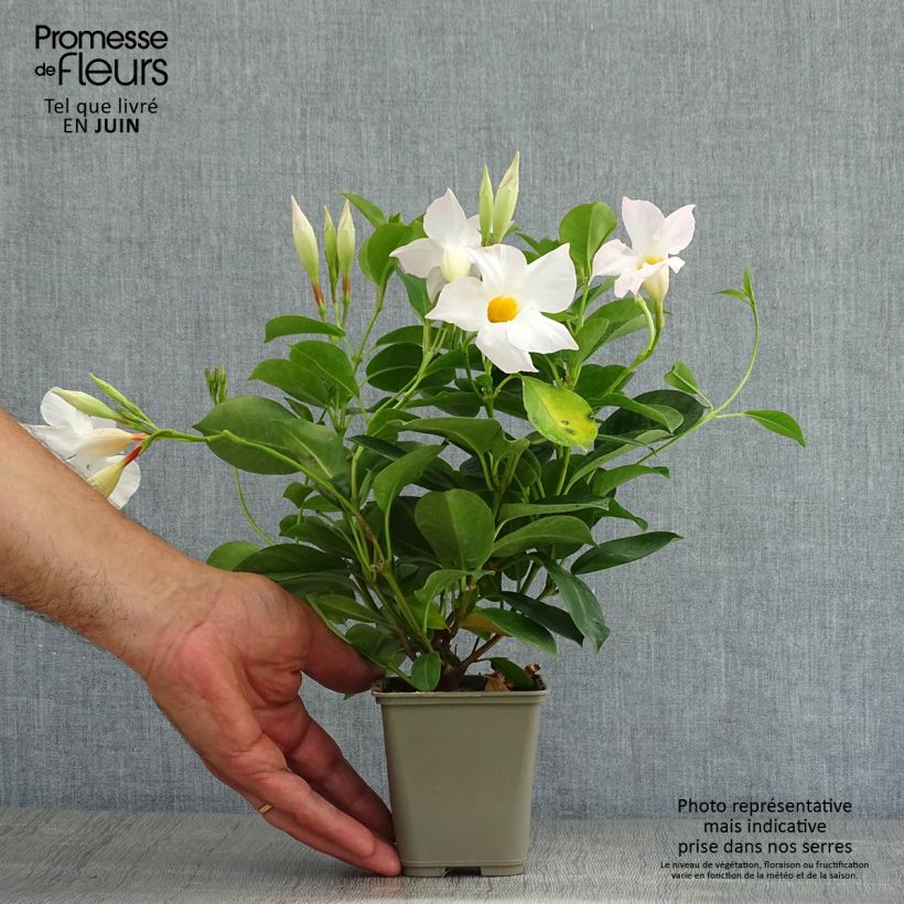 Esemplare di Dipladenia DiamantinaJade White Vaso da Ø 10 cm/11 cm consegnato in estate