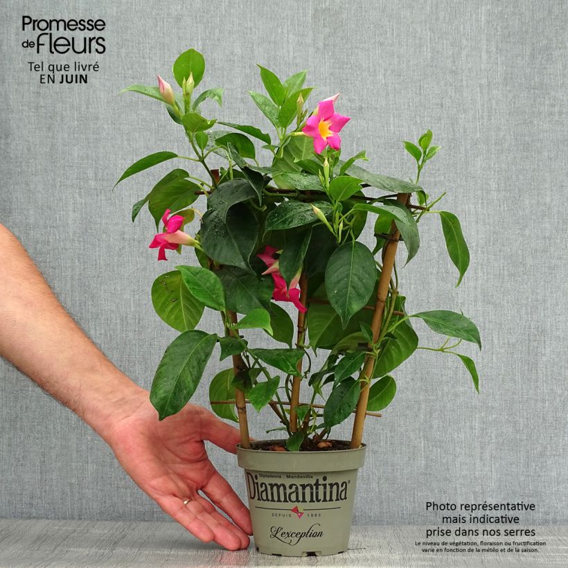 Esemplare di Dipladenia Diamantina Quartz Pink & Yellow Vaso da 1L/1,5L consegnato in estate