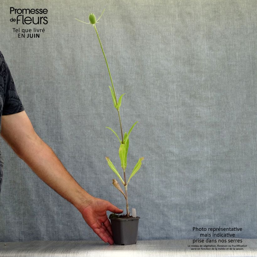 Esemplare di Dipsacus fullonum - Scardaccione selvatico Vasetto da 8/9 cm consegnato in estate