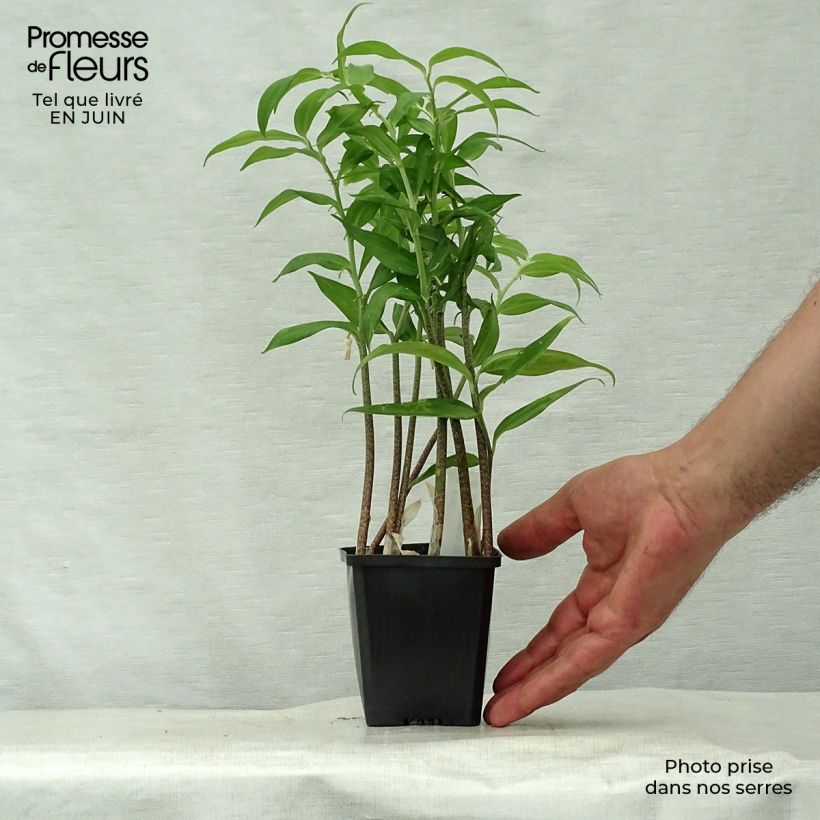 Esemplare di Disporopsis pernyi Vasetto da 8/9 cm consegnato in estate