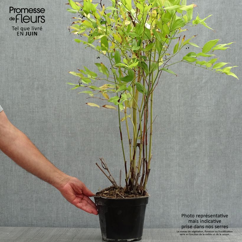 Esemplare di Disporum cantoniense Green Giant Vaso da 3L/4L consegnato in estate