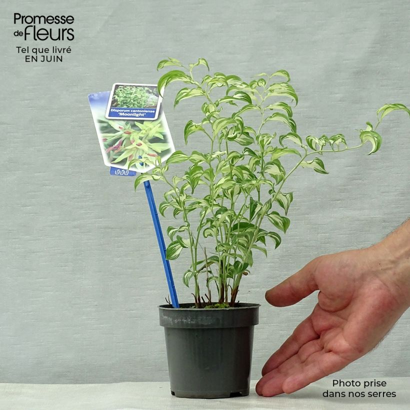 Esemplare di Disporum cantoniense Moonlight Vasetto da 8/9 cm consegnato in estate