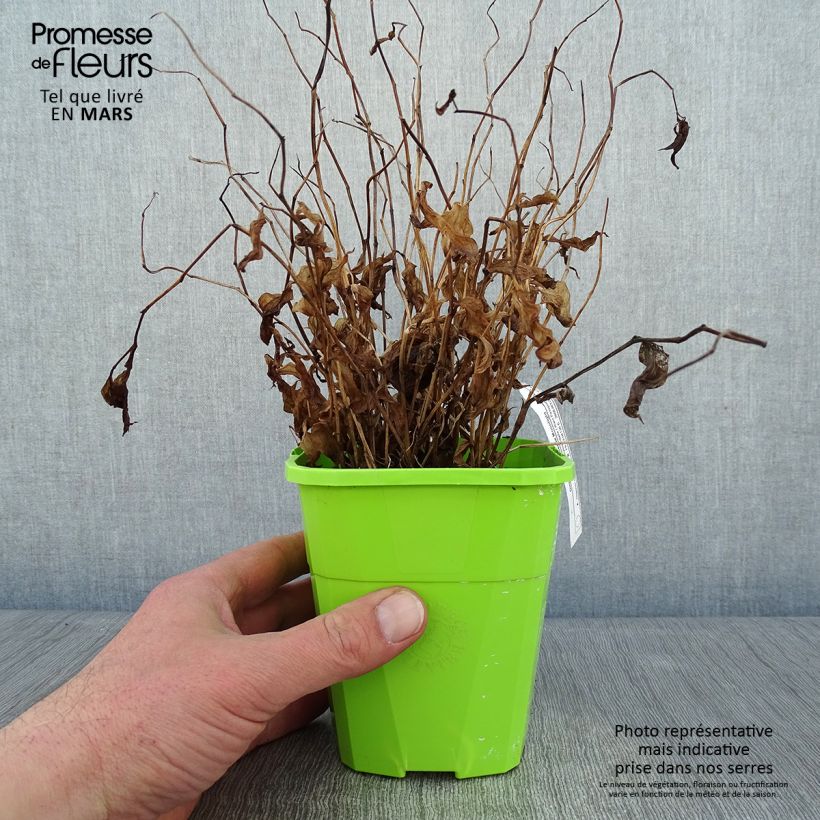 Disporum cantoniense Moonlight Vaso da 1,5L/2L esemplare consegnato in inverno