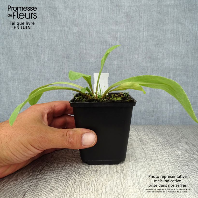 Esemplare di Dodecatheon meadia Vasetto da 8/9 cm consegnato in estate
