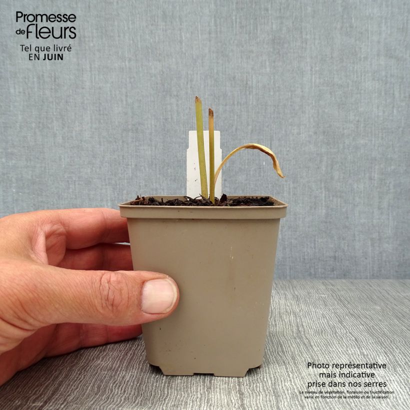 Esemplare di Dodecatheon meadia Queen Victoria Vasetto da 8/9 cm consegnato in estate