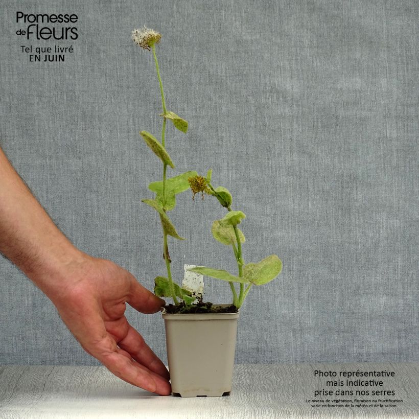 Esemplare di Doronicum pardalianches - Doronico medicinale Vasetto da 8/9 cm consegnato in estate