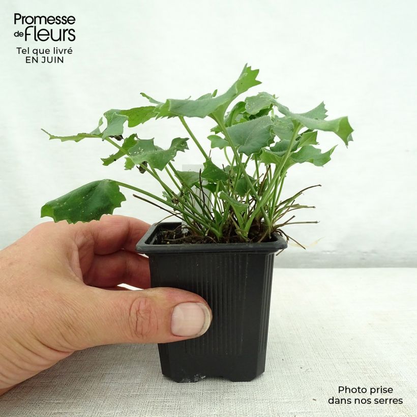 Esemplare di Doronicum orientale Magnificum - Doronico orientale Vasetto da 8/9 cm consegnato in estate