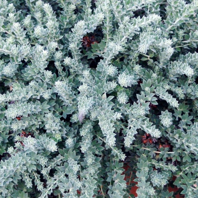 Dorycnium hirsutum Little Boy Blue (Fogliame)