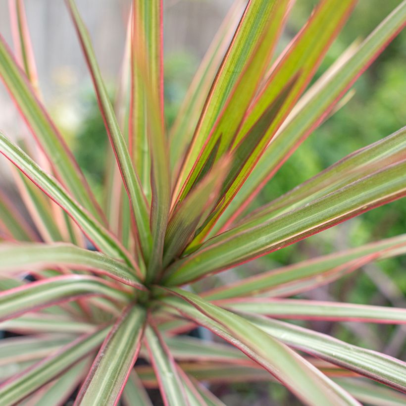 Dracaena Bicolor - Tronchetto della Felicità (Fogliame)