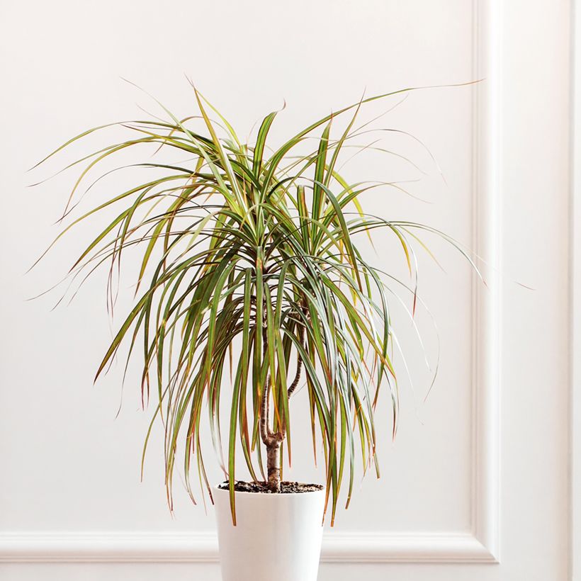 Dracaena Bicolor - Tronchetto della Felicità (Porto)