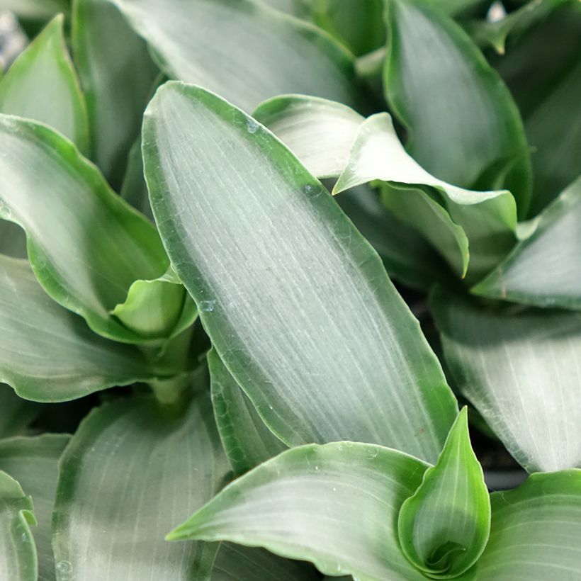 Dracaena Hawaii - Tronchetto della Felicità (Fogliame)