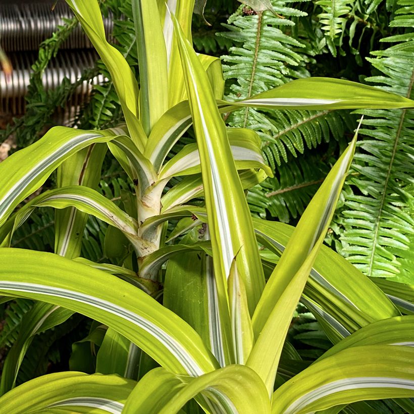 Dracaena Lemon Surprise - Tronchetto della Felicità (Porto)