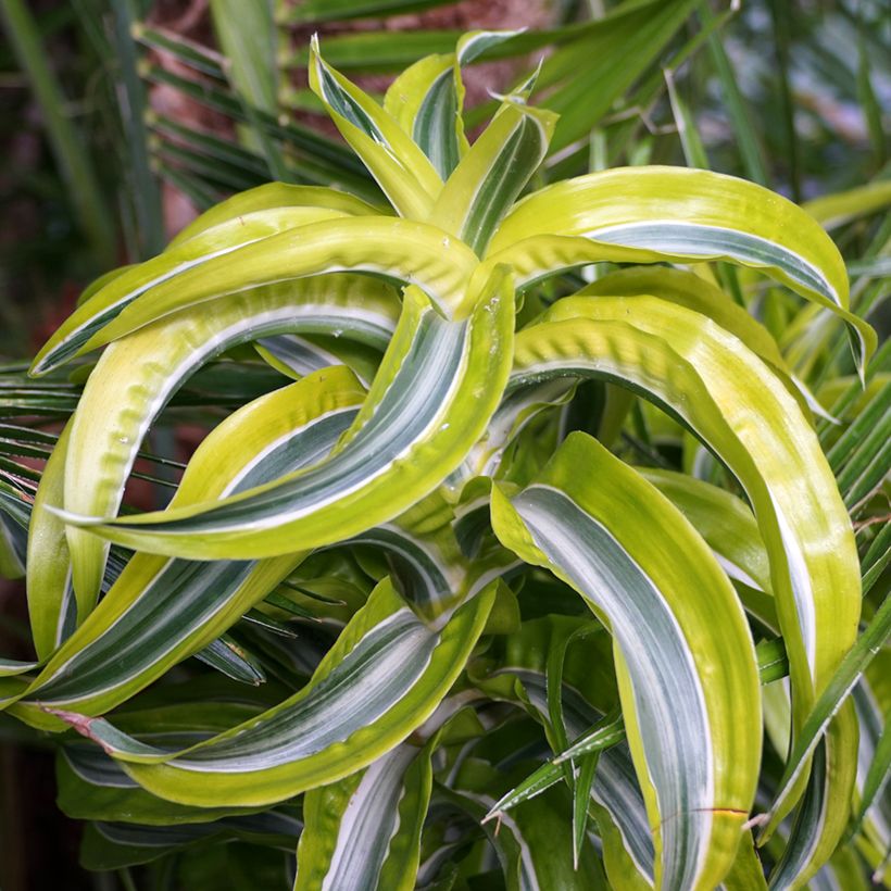 Dracaena Lemon Surprise - Tronchetto della Felicità (Fogliame)
