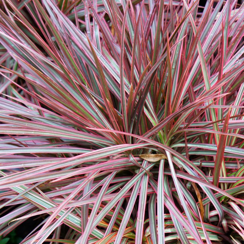 Dracaena Magenta - Tronchetto della Felicità (Fogliame)
