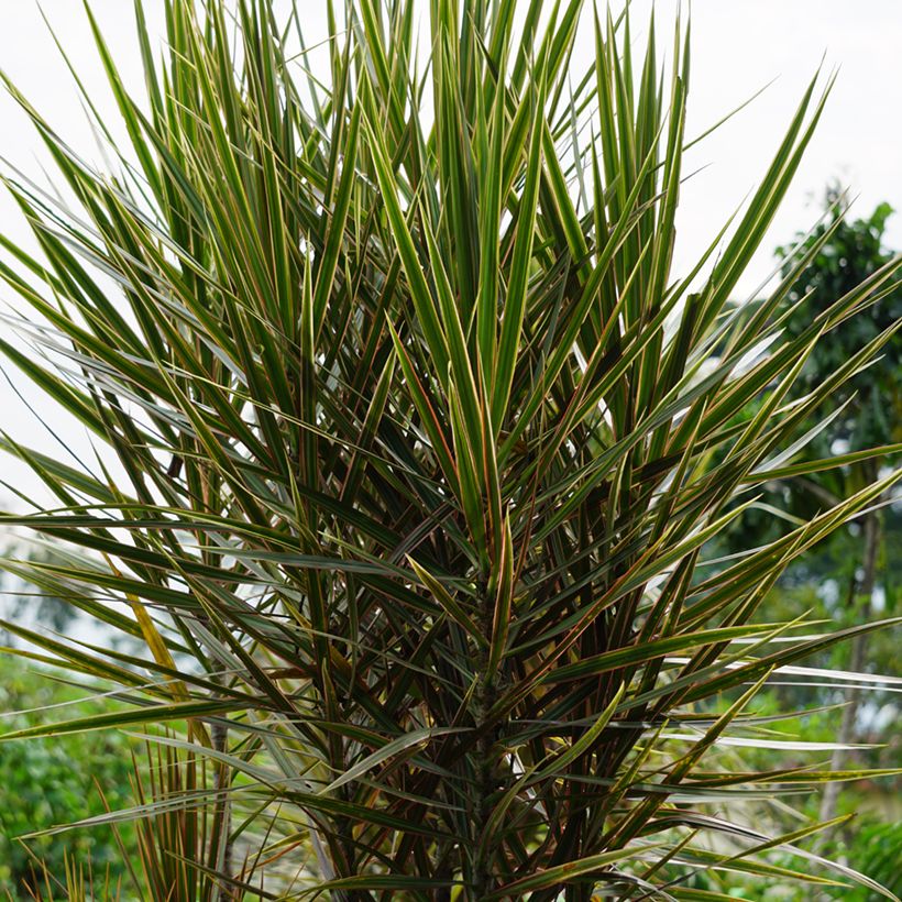 Dracaena Magenta - Tronchetto della Felicità (Porto)