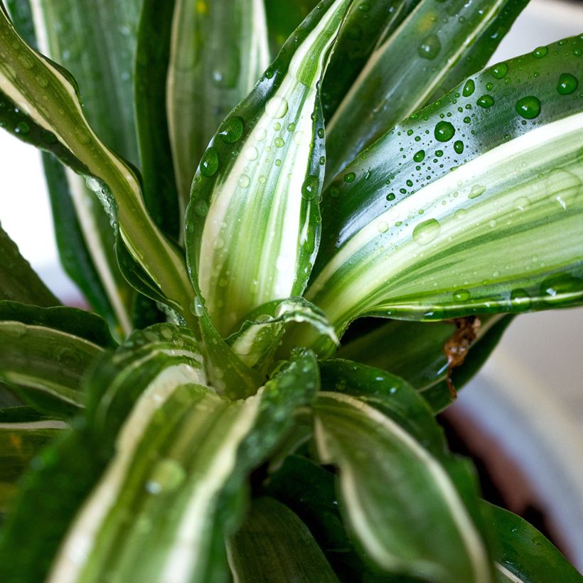 Dracaena Malaika - Tronchetto della Felicità (Fogliame)