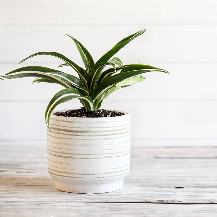 Dracaena White Jewel - Tronchetto della Felicità (Porto)