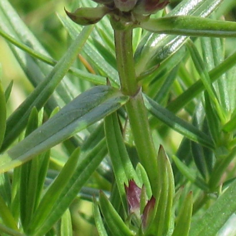 Dracocephalum ruyschiana - Melissa di Ruysch (Fogliame)