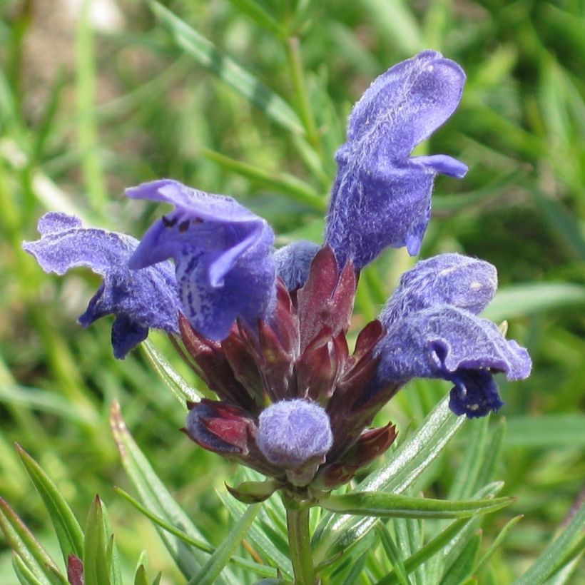 Dracocephalum ruyschiana - Melissa di Ruysch (Fioritura)