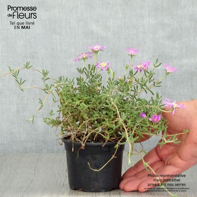 Drosanthemum hispidum - Erba cristallina ispida Vasetto da 8/9 cm esemplare consegnato in primavera