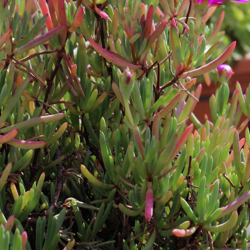 Drosanthemum hispidum - Erba cristallina ispida (Fogliame)