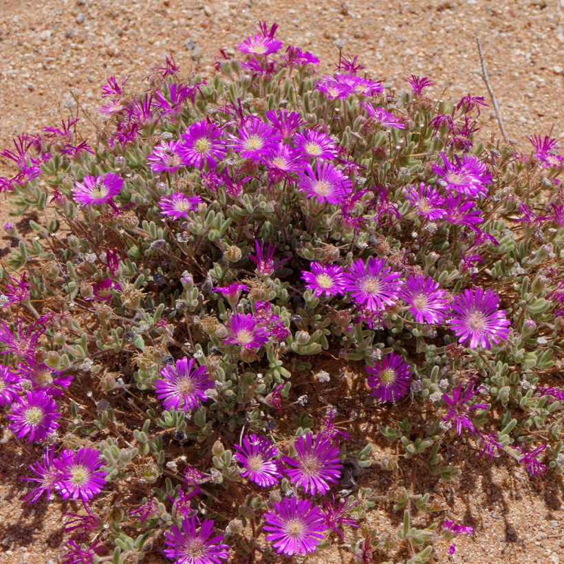 Drosanthemum hispidum - Erba cristallina ispida (Porto)