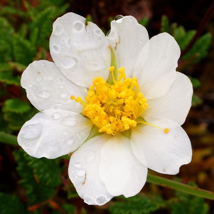 Dryas drummondii Grandiflora (Fioritura)