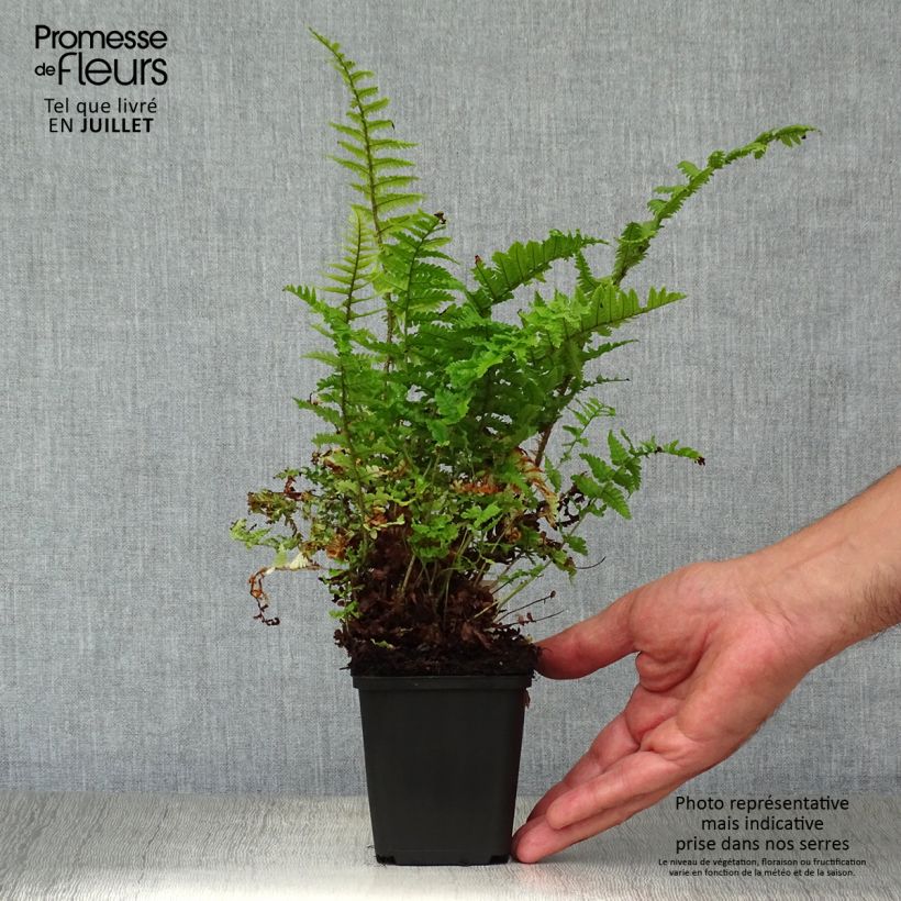 Esemplare di Dryopteris affinis Crispa Vasetto da 8/9 cm consegnato in estate