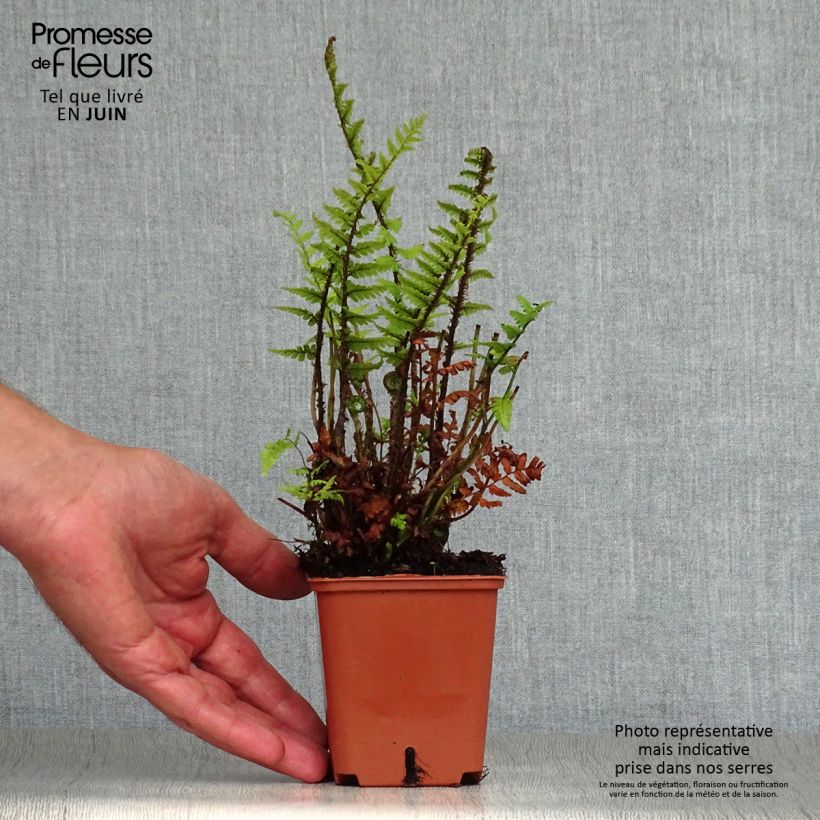 Esemplare di Dryopteris affinis Vasetto da 8/9 cm consegnato in estate