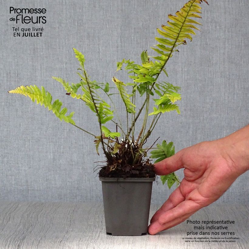 Esemplare di Dryopteris cycadina Vasetto da 8/9 cm consegnato in estate