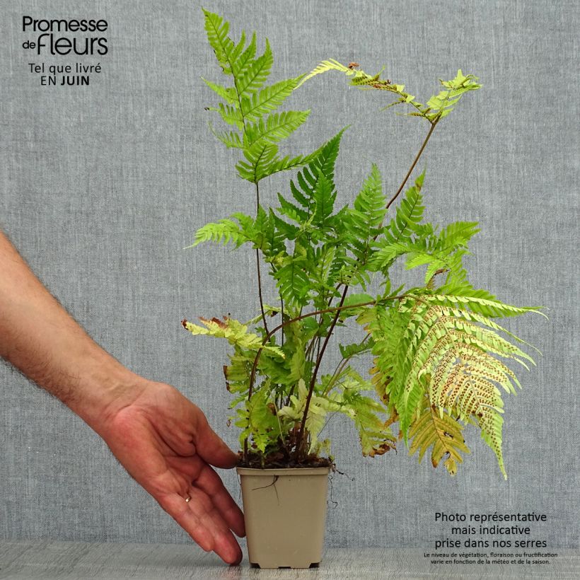 Esemplare di Dryopteris erythrosora Vasetto da 8/9 cm consegnato in estate