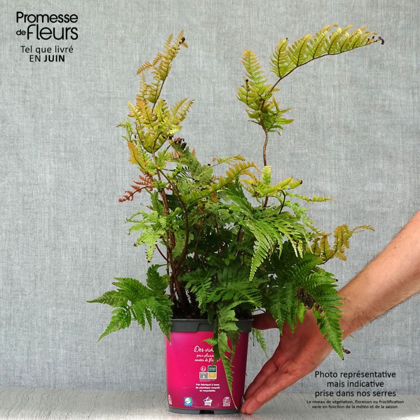 Esemplare di Dryopteris erythrosora Vaso da 2L/3L consegnato in estate