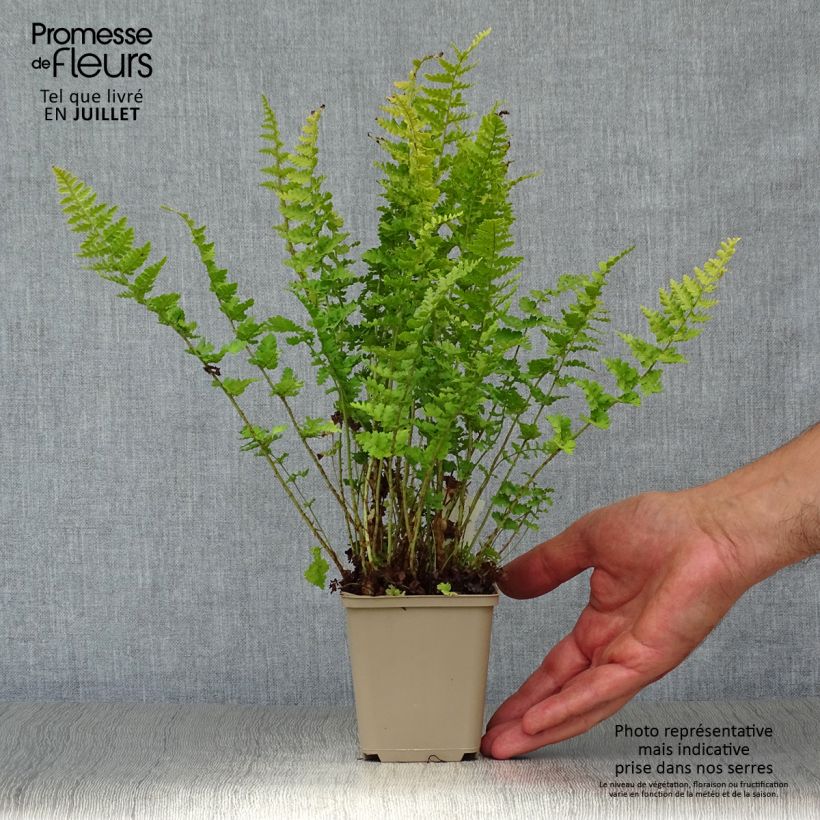 Esemplare di Dryopteris filix-mas Barnesii - Felce maschio Vasetto da 8/9 cm consegnato in estate