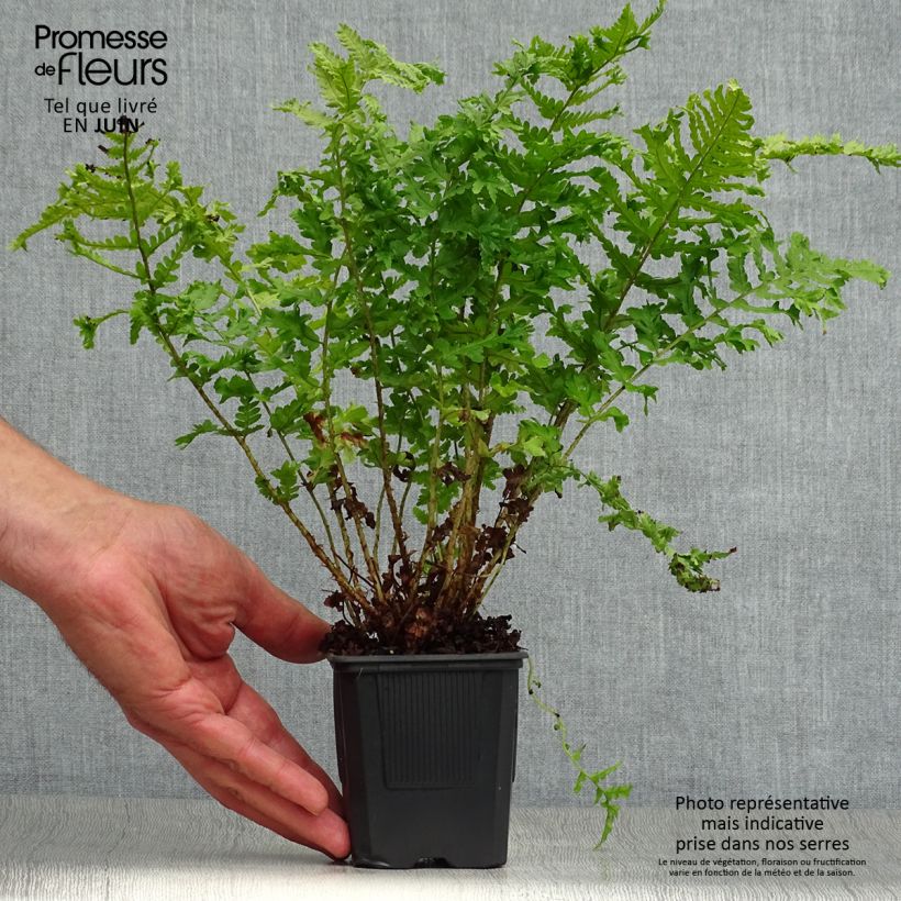 Esemplare di Dryopteris filix-mas Crispa Cristata - Felce maschio Vasetto da 8/9 cm consegnato in estate